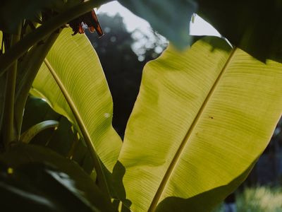 Close up of green leaves with sunlight filtering through